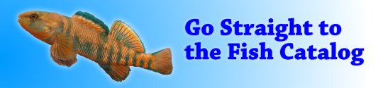 Go to the Fish Catalog