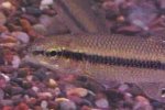 Hornyhead Chub