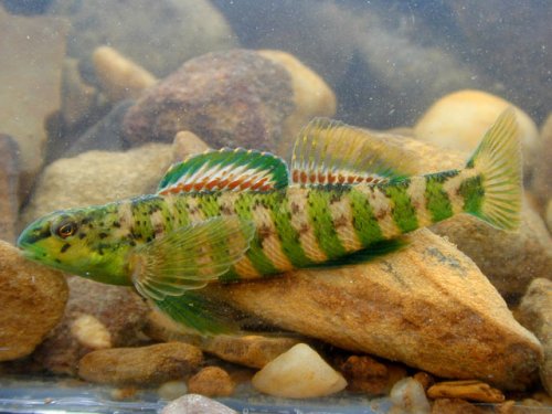 Banded Darter