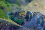 Banded Darter