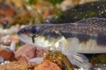 Blackside Darter