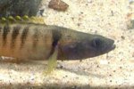 Fantail Darter