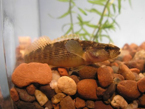 Female Fantail Darter