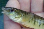 Logperch