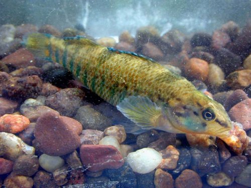 Rainbow Darter