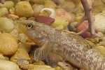 Rainbow Darter