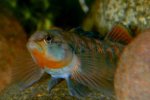 Rainbow Darter