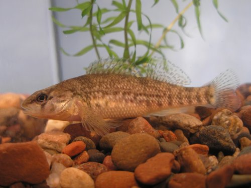 High-Color Rainbow Darter