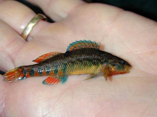 High-Color Rainbow Darter