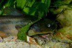 Tadpole Madtom