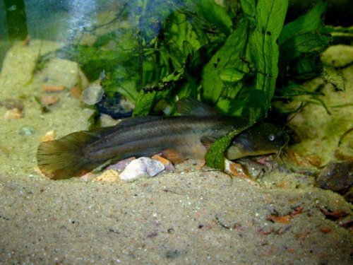Tadpole Madtom
