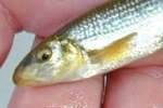 Suckermouth Minnow