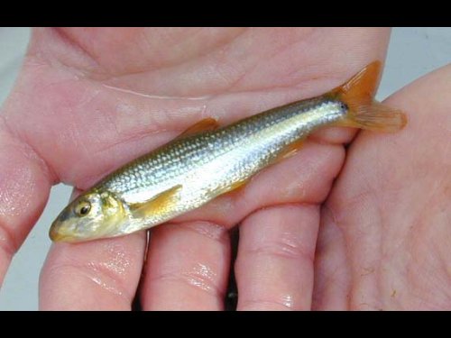 Suckermouth Minnow