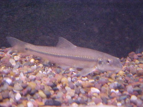 Suckermouth Minnow