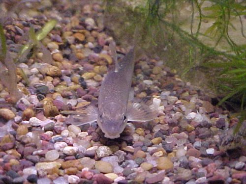 Suckermouth Minnow