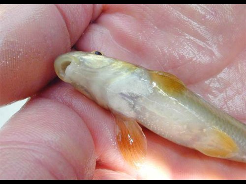 Suckermouth Minnow