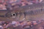 Common Shiner