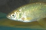 Golden Shiner