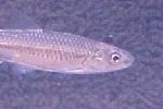 Sand Shiner