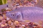 Spotfin Shiner