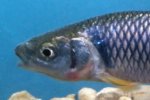 Spotfin Shiner