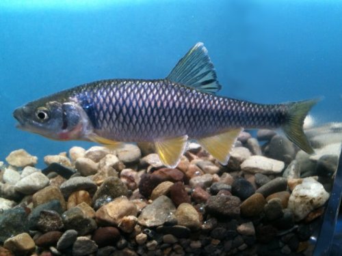 Spotfin Shiner