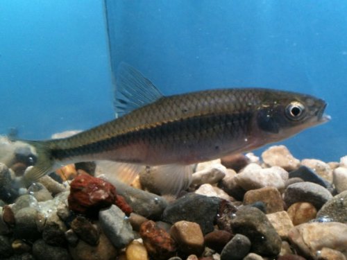 Spotfin Shiner