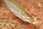 Brook Stickleback