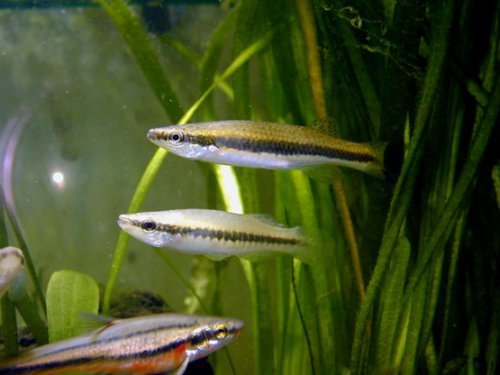 Blackstripe Topminnow