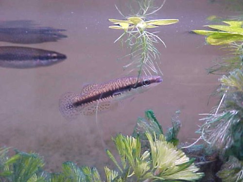 Blackstripe Topminnow