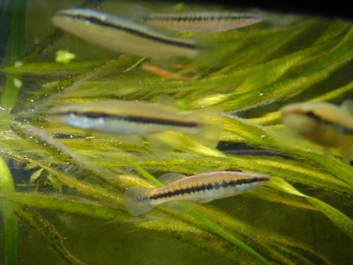 Blackstripe Topminnow