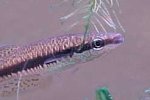 Blackstripe Topminnow