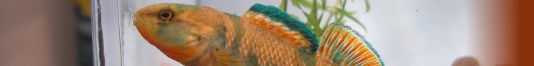 Male High-Color Rainbow Darter