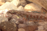 Iowa Darter