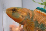 High-Color Rainbow Darter