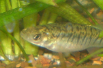 Banded Killifish