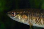 Central Mudminnow
