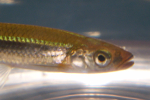 Rosyface Shiner